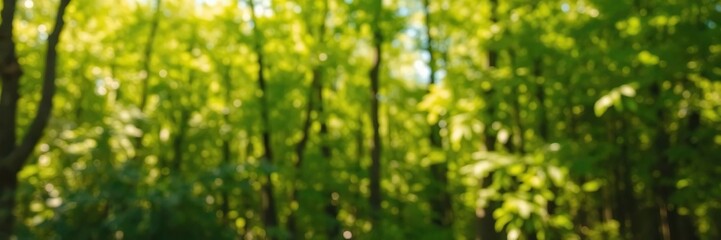 Fototapeta premium Blurred forest background with vibrant green foliage and soft sunlight filtering through trees, beauty, forest