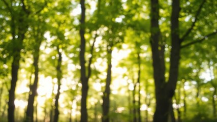 Fototapeta premium Blurred green forest background with sunlight filtering through the leaves, creating a serene and tranquil atmosphere, serene, foliage