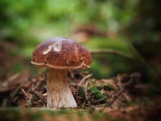 Deatail shot Boletus edulis in the forest