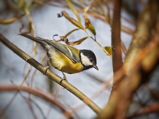 Great Tit (Parus major) yellow bird, czech nature, birdwatching
