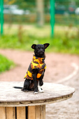 small dog in overalls sits and looks