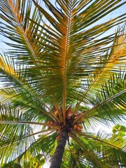 Fototapeta premium coconut palm tree under bright sky with sunlit green leaves and ripe