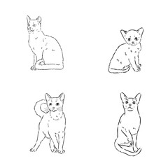 Abyssinian, cat breeds illustration with inscription, hand drawn doodle, sketch