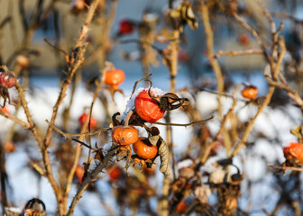 Orange overripe rosehip berries dusted with snow on the bare and prickly branches of a bush, close-up. Winter sunny frosty day in the city. Direct sun light