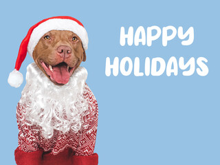 Merry Christmas. Lovable dog and Santa Claus Hat. Close-up, indoors. Day light, studio shot. Isolated. Congratulations for family, relatives, loved ones, friends and colleagues. Pets care concept