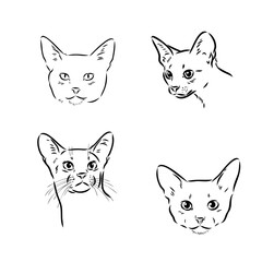 Abyssinian, cat breeds illustration with inscription, hand drawn doodle, sketch