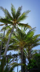 Fototapeta premium Palm tree coconut tree paradise