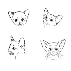 Abyssinian, cat breeds illustration with inscription, hand drawn doodle, sketch