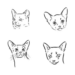 Fototapeta premium Abyssinian, cat breeds illustration with inscription, hand drawn doodle, sketch