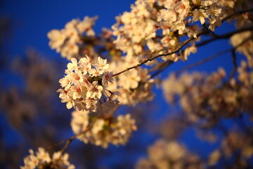 Spring cherry blossoms in Kyushu, Japan