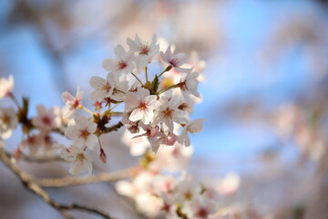 Spring cherry blossoms in Kyushu, Japan
