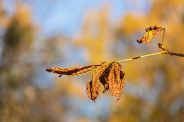 Close-up of dry yellow chestnut leaves on a branch, capturing the texture and colors of autumn leaves in a natural setting.