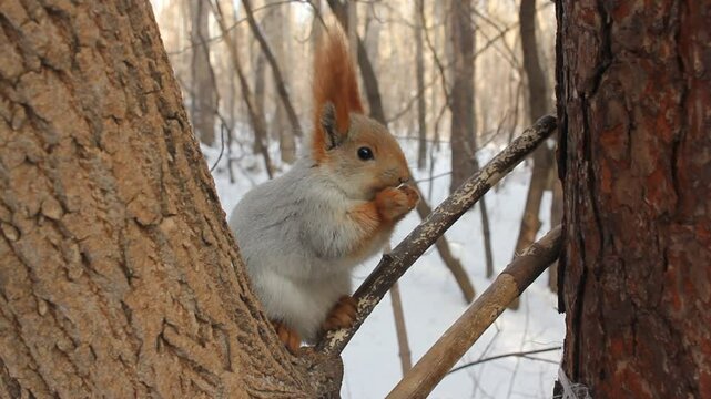 Squirrel eating food on  winter background.