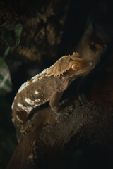 Lizard in wild