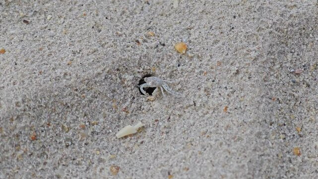 A small white crab on the beach is running on the white sand.