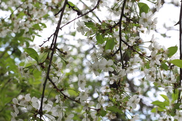 spring tree bloom