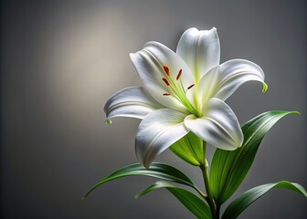 Elegant white lily on a gray background, perfect for a stunning graphic design.