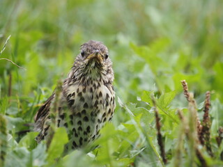 Song thrush (Turdus philomelos) Wildlife, birdwatching, little Song thrush