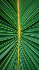 Close up of the intricate texture of a tropical palm leaf in natural shades of green, nature, tropical