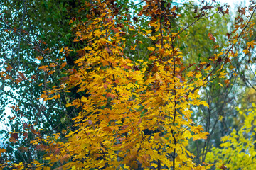 Maple leaves in windy cloudy autumn weather.
