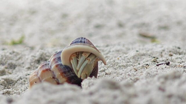 A hermit crab the beach.