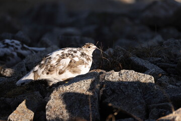 The rock ptarmigan (Lagopus muta japonica ) is a medium-sized game bird in the grouse family. This photo was taken in Japan.