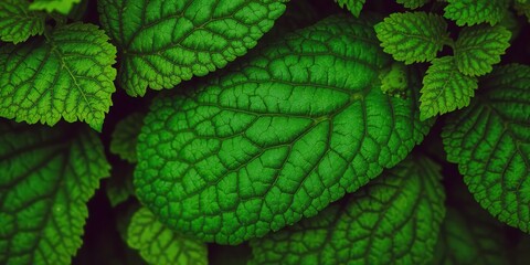 Close-up shot of lush green foliage texture, featuring intricate veins and vibrant shades of green, greenery, environment
