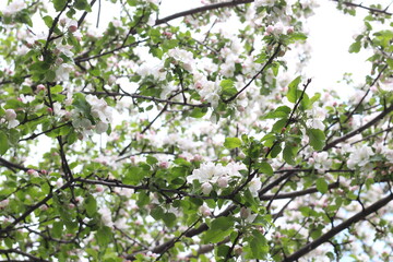 spring tree bloom