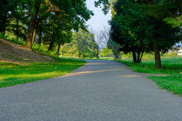 Sunlit Pathway through Green Park