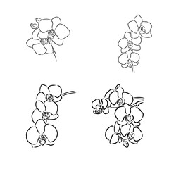 Japanese akita inu dog, vector outline illustration