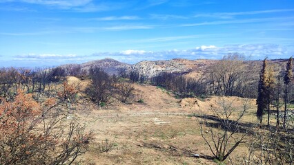 Photo of the charred slopes of Mount Pentelicus in Dionysos, Attica, Greece. This area has endured...