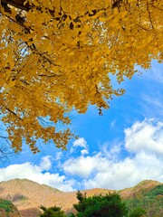 Ginkgo, autumn sky and autumn mountain