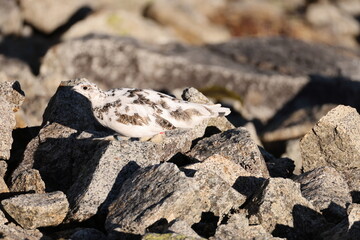 The rock ptarmigan (Lagopus muta japonica ) is a medium-sized game bird in the grouse family. This photo was taken in Japan.