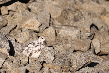 The rock ptarmigan (Lagopus muta japonica ) is a medium-sized game bird in the grouse family. This photo was taken in Japan.