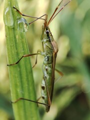 Leptocorisa oratoria or the rice ear bug rest on paddy rice leaf.