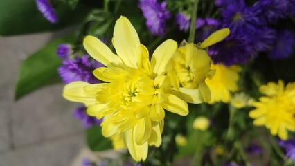 Close up view of yellow Chrysanthemum flower