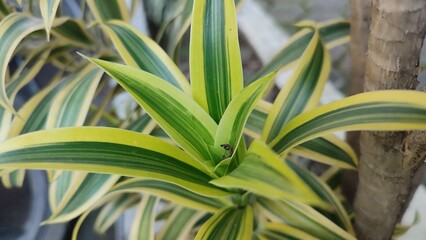 Dracaena reflexa or Song of India Dracaena or Dragon Tree Plant  in an evergreen shrub with very unique growing habits.
