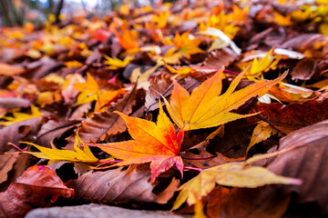 Autumn Foliage, Japan