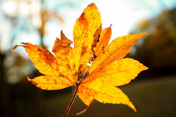 Autumn Foliage, Japan