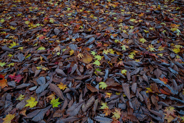 Autumn Foliage, Japan