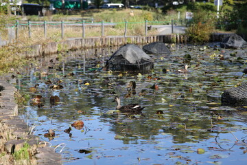 池の水面を泳ぐ鳥
