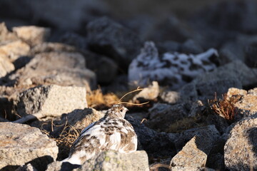 The rock ptarmigan (Lagopus muta japonica ) is a medium-sized game bird in the grouse family. This photo was taken in Japan.