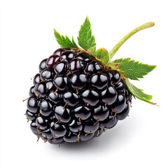 blackberry on a white background