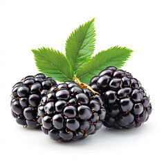 blackberry on a white background