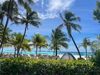 palm trees on the beach with blue sky Barbados