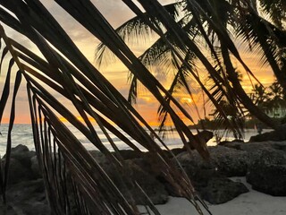 looking through the palm tree branches at stunning sunset