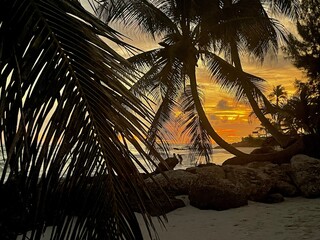 palm trees at sunset at the beach