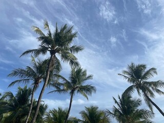 palm trees against blue sky