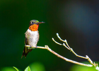 hummingbird perched on branch