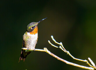 hummingbird on a branch in the forest